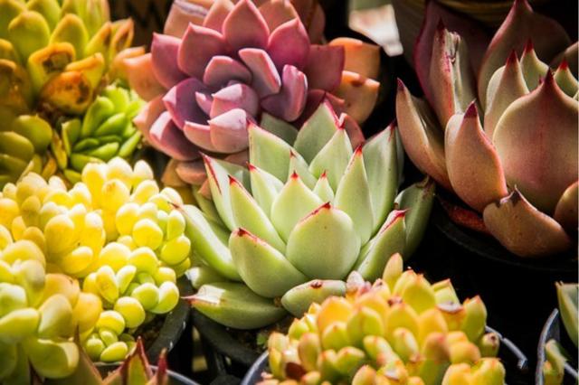 唯美多肉植物花园(形容多肉植物的诗句唯美)-措必培