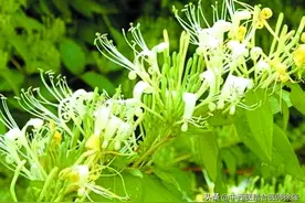 常用中草药的作用图片