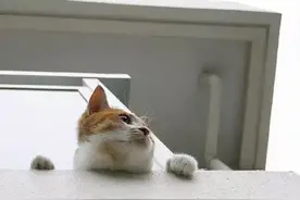 为什么猫妈妈会抛弃自己的孩子？背后的原因泪崩了图片