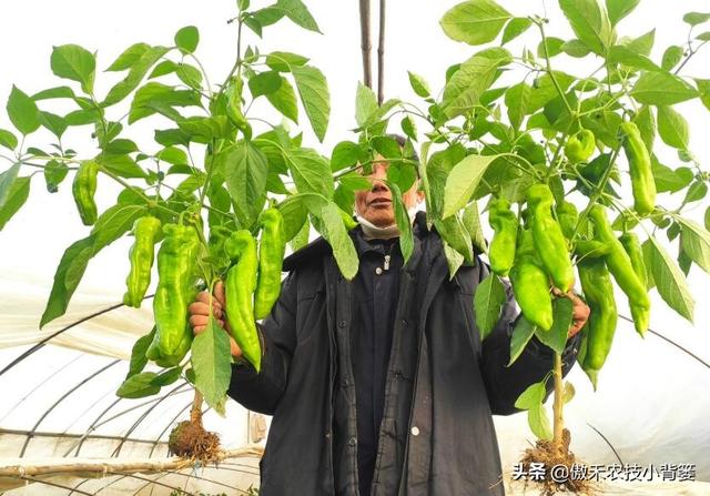 既是杀菌剂也是诱抗素，既有药效也有肥效——农用壳糖素不简单