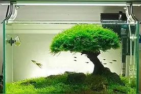 新手种水草，不知选啥好，7种常见水草告诉你，摆脱选择困难症图片