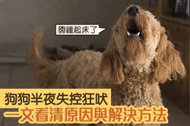 为什么狗子对着空气狂吠？科学家：狗真能看到人类看不到的东西图片