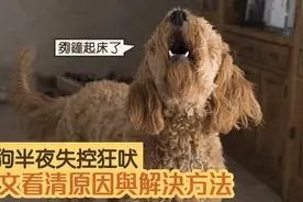 为什么狗子对着空气狂吠？科学家：狗真能看到人类看不到的东西图片