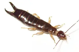 你家卫生间是不是经常看到这种虫子？一招教你解决它图片