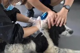 14岁狗狗去宠物店洗澡，得知狗狗的身份后，店员们对汪表示敬意图片