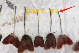 小龙虾五月瘟来袭！预防病害找上门的第一步：提升小龙虾体质！图片