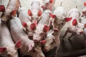 生猪价格2021年持续下行，5月中旬环比下跌8%，6月后续走势如何？图片