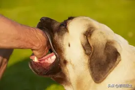 发病后百分百致死的狂犬病，可别再掉以轻心了图片