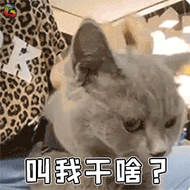 猫不理我怎么办