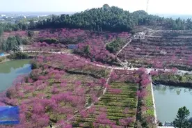 梅花盛开红山坡 报春传喜吐芬芳图片