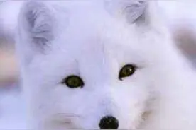 故事：白狐家族有宿怨图片