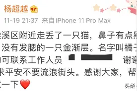 杨超越：“我的猫在走丢13天后，终于回来了…”图片