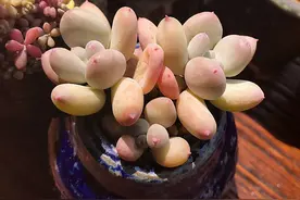 记录新买的多肉上盆和服盆过程，掌握了，再也不担心上盆服盆难图片