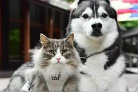 猫咪和狗仔能不能共存？颜值相配很重要图片