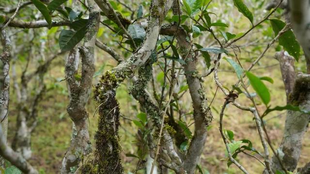 熟茶核心品质之「滑」与「厚」