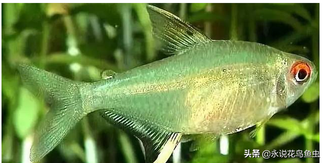 十种养不死的热带鱼：适合新手养的热带鱼观赏鱼