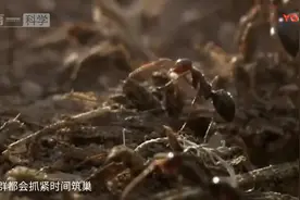 蚂蚁遇到洪水还能形成空气舱保命 能在地球活2亿年果然有本事视频封面