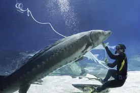 北京海洋馆重新开馆，实行线上预约购票图片