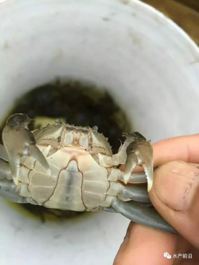 氨氮、亚硝酸盐超标将给虾蟹苗带来这些危害！虾蟹苗中毒怎么办？