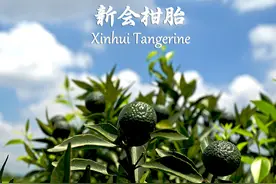 圈枝新会柑胎——​鸾胎麟角，金盘玉箸图片