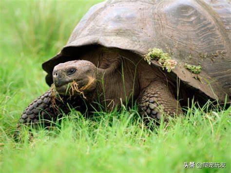 陆龟的均衡饮食（四）——陆龟牧草营养深度解析！