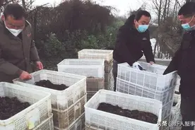 近期小龙虾塘易出现夹草、水浑、缺氧，八个建议教你成功躲避图片