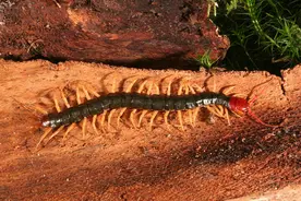 蜈蚣是五毒之首，为何成为公鸡的食物？甚至摆上餐桌？科学来解答图片