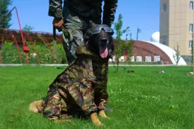 蚊虫886！边防军犬“沉浸式”穿搭来了……图片