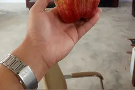 2020梨树苗新品种，早酥红梨！树苗批发-全红梨树苗价格图片