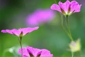 【上联】花借春风香野陌图片