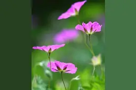 【上联】花借春风香野陌图片