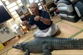 日本老人养鳄鱼当宠物40年，同吃同睡帮刷牙！说好的冷血动物？图片