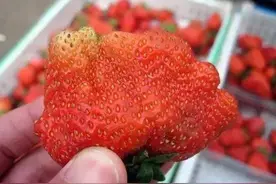 畸形、空心、太大的草莓到底能不能吃？图片