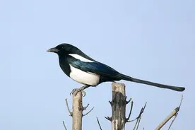 盘点一些你也许不知道的关于动物的“冷知识”图片