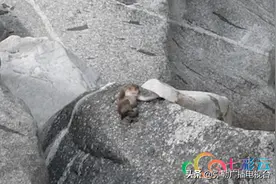 罕见！26只国家一级保护动物熊猴集体出镜图片