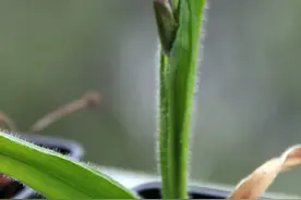 孤芳自赏，今年春天怎么就开了一朵花？图片