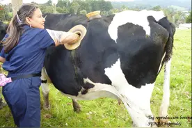 为什么要在牛身上开个洞，还经常伸手进去掏，难道它们不会痛吗？图片