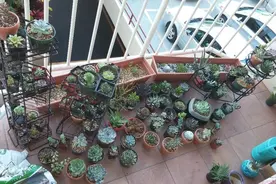 新手养多肉植物需要掌握的8点，别乱养，多看些老玩家的总结图片