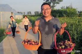 山西农民种植百十亩菩提果 收入可观 一年能挣多少钱笑而不答图片