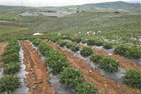 改个名字就高大上，频遭吐槽，一斤8元已热卖多年，云南人爱种图片