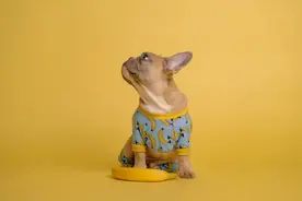 “Go bananas”的意思可不是“走吧香蕉”，理解错就尴尬了图片