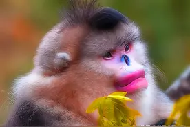 全世界只有云南才有的雪域精灵：红唇猴子，为何灭绝后重现？图片