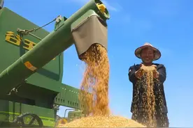 “收秋不收秋，就看五月二十六”，为啥？五月二十六一日咋定秋？图片