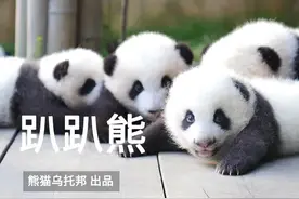 还不会走路的熊猫宝宝有多可爱？需要一台学步车吗？图片