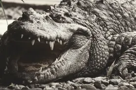 10年狂杀300人，神出鬼没的食人巨鳄：古斯塔夫，至今仍下落不明图片