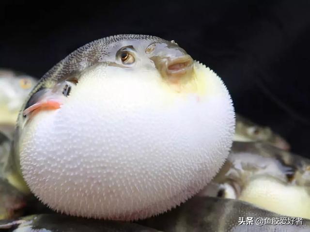 备孕期选什么花胶 备孕期选什么花胶最好