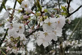 三月看最美樱花，来常州查家湾樱花大道图片