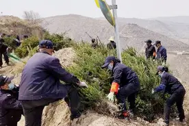 龙凤园公墓组织开展2020年春季植树工作图片