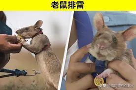 动物界的超级英雄？因为做出杰出贡献，而获得至高荣誉的7个动物图片