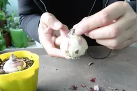 风信子种球腐烂该怎样处理？关键是要狠心！视频封面